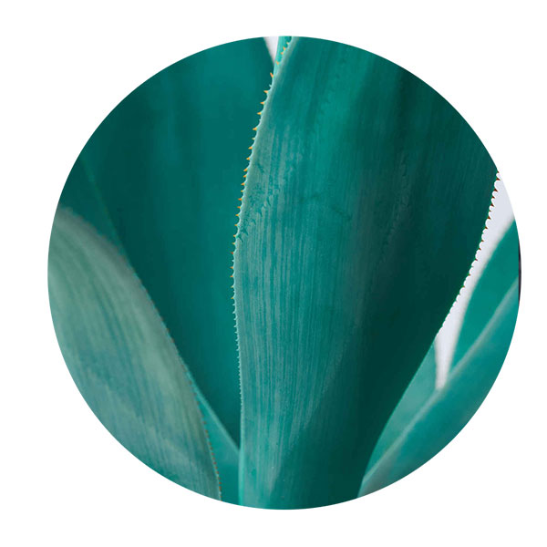 agave azul