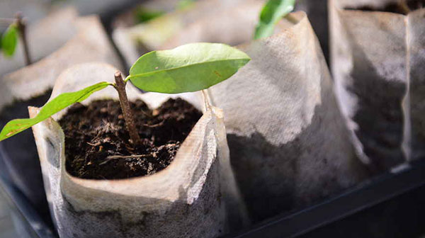 Orígenes botánicos