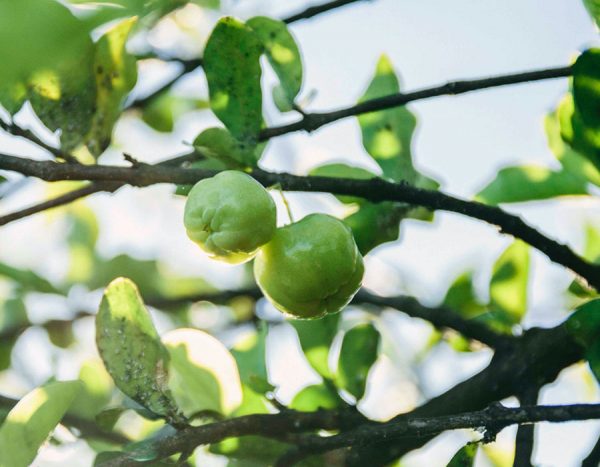 Fazenda Amway Nutrilite™ do Brasil