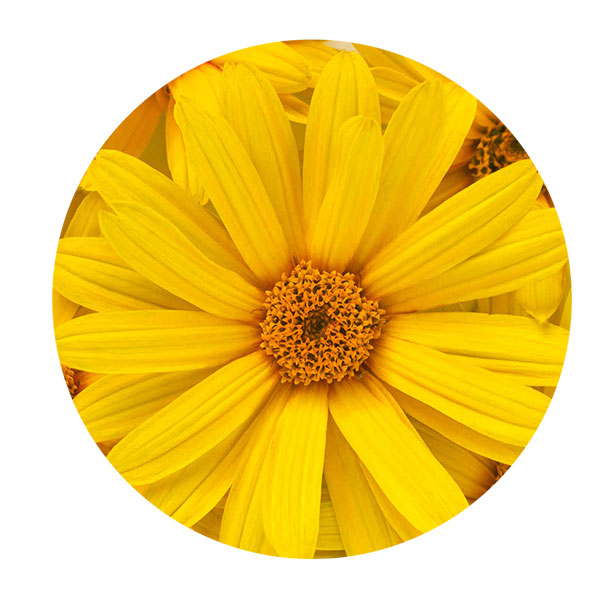 margarita australiana