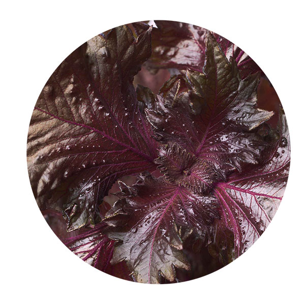 shiso perilla
