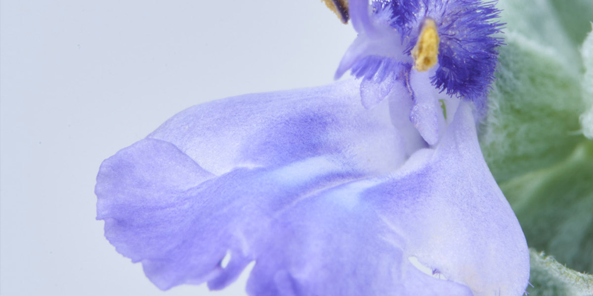 GLOSARIO DE INGREDIENTES